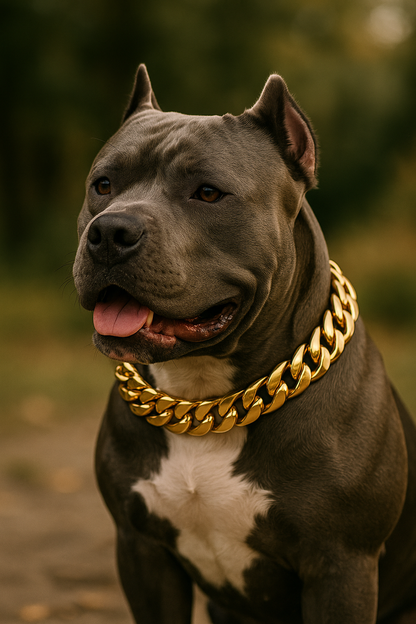 Wiskers & Wag™ BoldBond™ Stainless Steel Collar