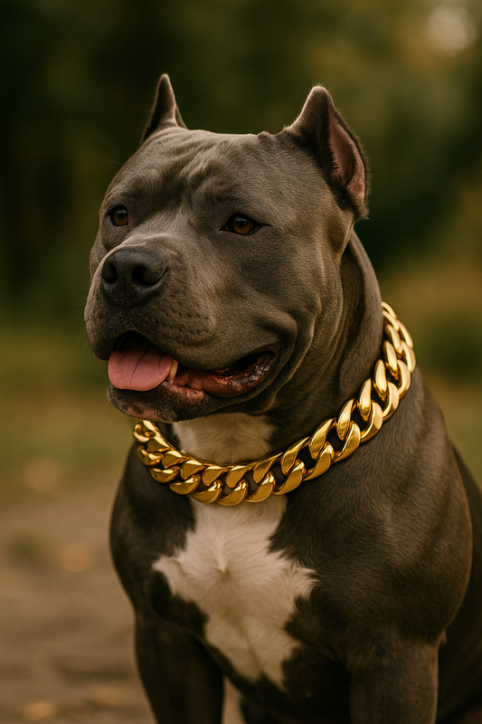 Wiskers &amp; Wag™ BoldBond™ Stainless Steel Collar